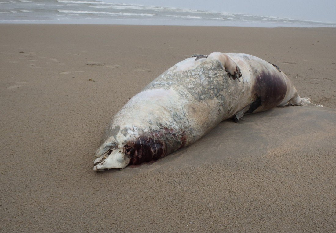 Dode grijze zeehond Noordwijk